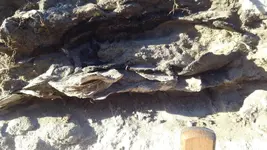 OysterShellStrata8.webp