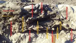 OysterShellStrata5Arrows.webp