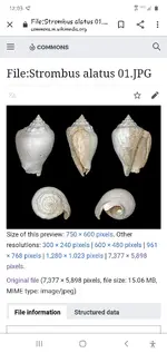 Screenshot_20200314-120326_Chrome.webp