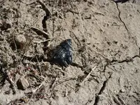 P1120869.webp