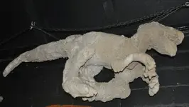 1 Petrified Dinosaur.webp