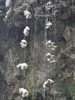 3 Teddy Bears.webp