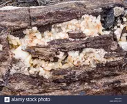 crystal-formations-in-black-petrified-wood-tree-log-segments-in-wolverine-petrified-forest-ar...webp