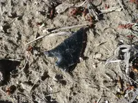 P1120875.webp