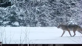 coyote5.webp
