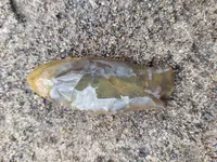 Arrohead on Sand 1.webp