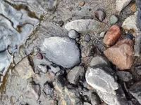 Arrowhead Insitu Closeup Pic.webp