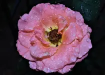 DSC_00066.webp