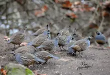 0455-1.webp