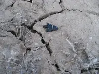 P1120925.webp