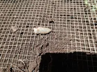P4220494.webp