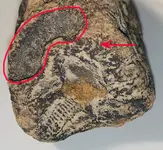 Fossil.webp