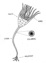 Crinoid Anatomy.webp