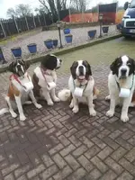 dogs.webp