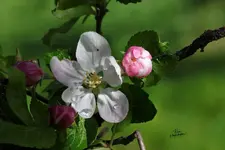 9WA8888.webp