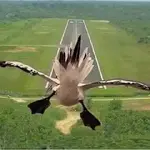 airstrip.webp