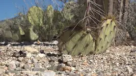 cacti.webp