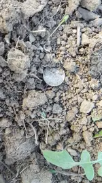 deming barber in ground.webp