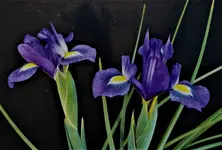 DSC_0001a.webp
