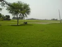 wheat fields.webp