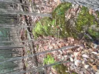 Earthworks3.webp