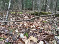 Earthworks1.webp