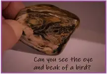 bird.webp