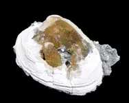 Clam Shell.webp