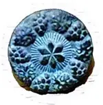 ImageUploadedByTreasureNet.com1586992947.820906-crop.webp