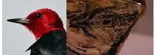 a bird.webp