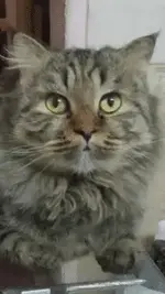 lovercat.webp
