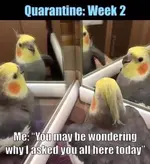 lockdownweek2.webp