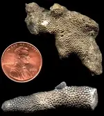 Bryozoa.webp