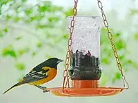 oriole (1).webp