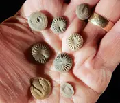 Button Corals.webp