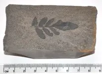 Neuropteris heterophylla.webp