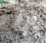 Half-dirt.webp