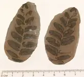 Neuropteris hollandica.webp
