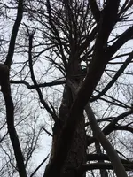 hand saw tree.webp