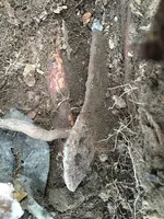 Hand saw.webp