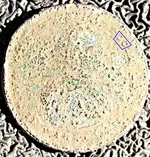 Coin.webp