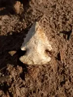 Bolen Bevel - Lee Co. GA.webp