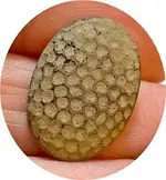 CWhoneycomb-crop.webp