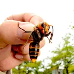 2a12b3d88eedee7096161f9e6d95d4a44b-3-murderhornet.rsquare.w700.webp