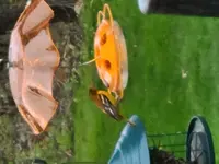 oriole.webp