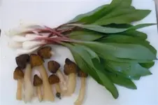 ramps\'n\'shrooms.webp