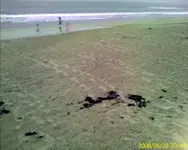 beach.webp