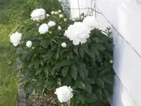 52908_Flowers_003 A.webp