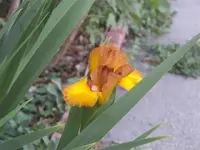52908_Flowers_004 A.webp
