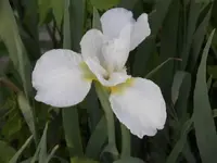52908_Flowers_011 A.webp